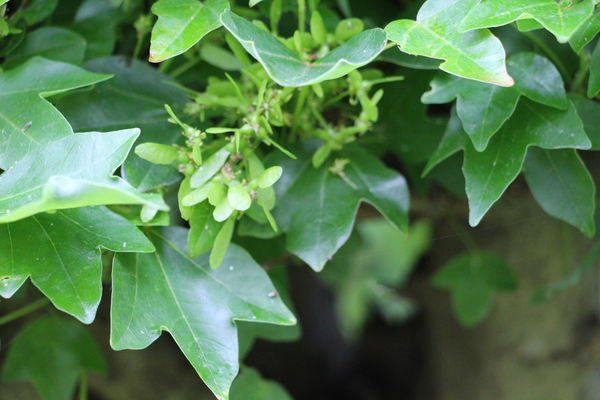 トウカエデの緑葉と緑の翼果/癒し憩い画像データベース