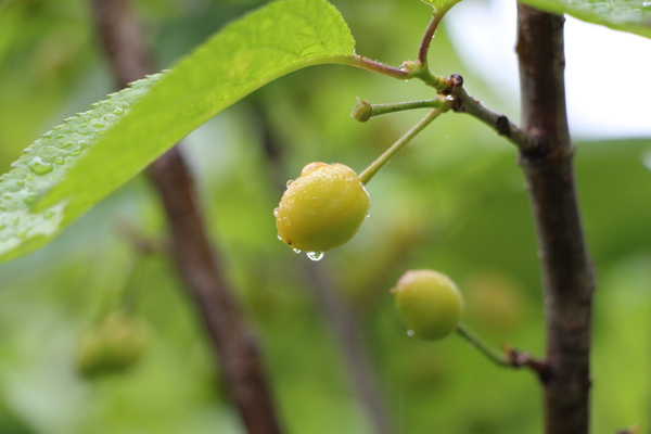 春雨に濡れるサクランボの若い実