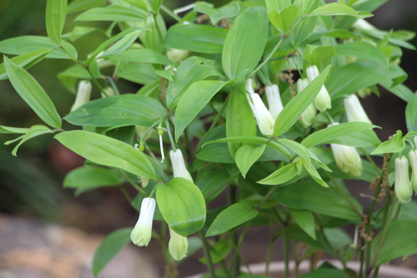 �ۥ����㥯����/�����Ƥ������ǡ����١���