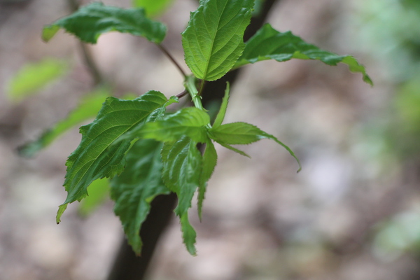 キブシの淡緑の葉/癒し憩い画像データベース