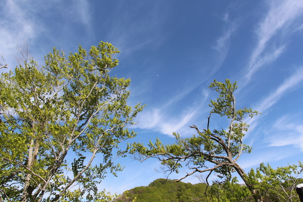 春の青空と雲/癒し憩い画像データベース