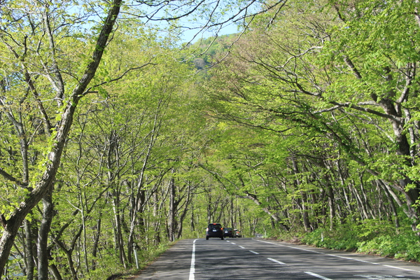 新緑期の森中の車道