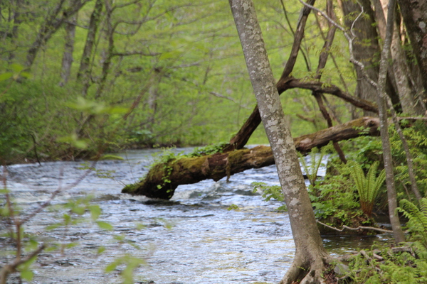 春・新緑期の奥入瀬渓流「苔むした倒木」