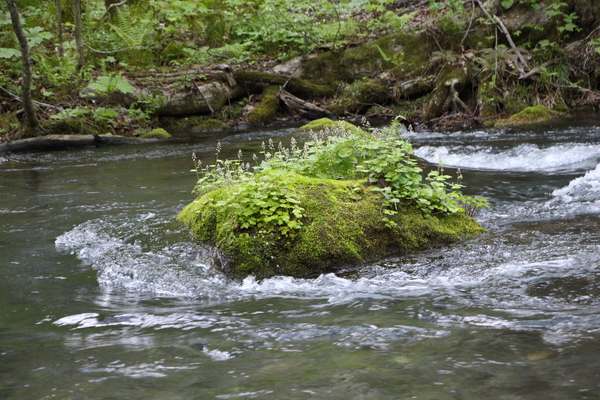 渓流の中の苔むす岩と新緑