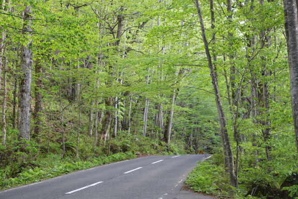 新緑の森と車道