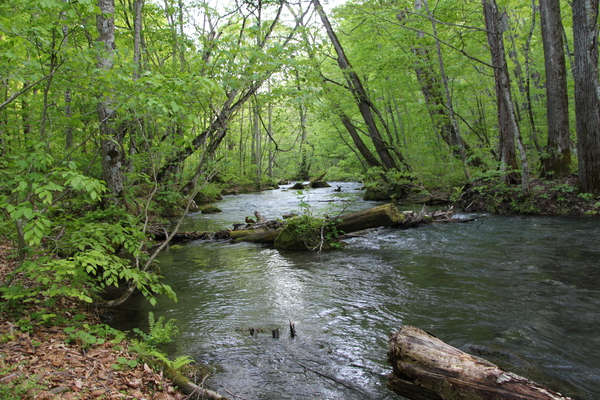 春の奥入瀬渓流「新緑の森」