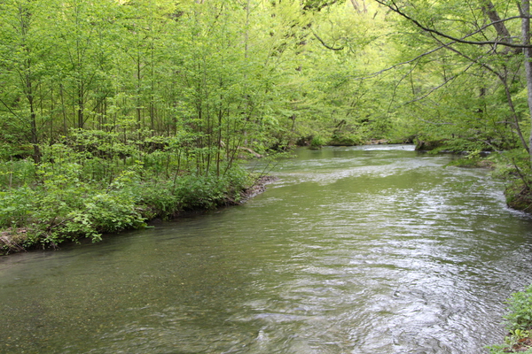 奥入瀬渓流「新緑と穏やかな流れ」