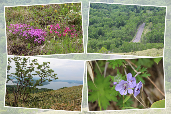 初夏の美幌峠の「植物たちと森の車道」