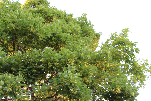 緑葉で覆われるトウカエデ