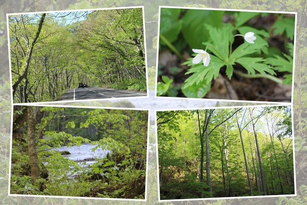 奥入瀬渓流「新緑に萌える原生林」/癒し憩い画像データベース