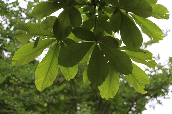 トチノキの葉と影/癒し憩い画像データベース