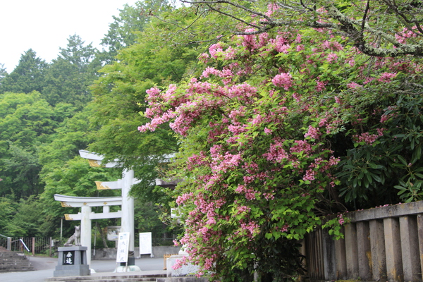 新緑と花に囲まれた「三峯神社の鳥居」