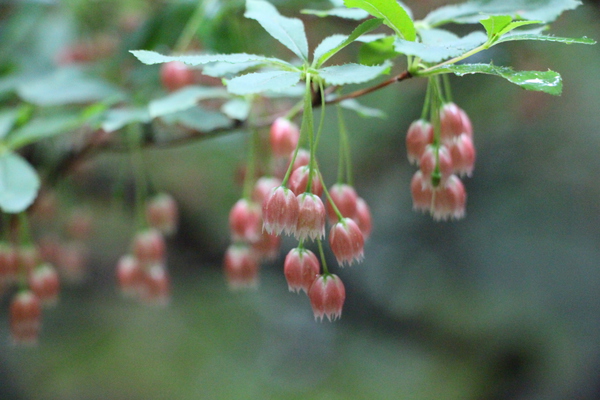 花茎で垂れ下がる淡い赤銅色の木花/癒し憩い画像データベース