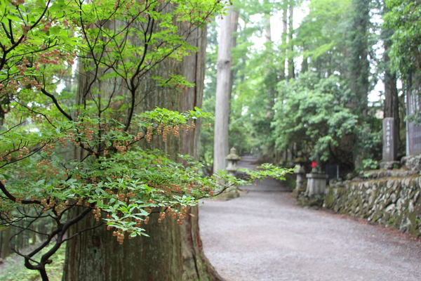 新緑期の秩父「三峯神社の巨木と参道」/癒し憩い画像データベース