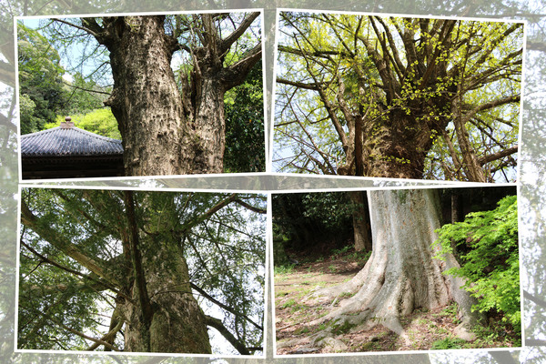 春・新緑期の「富貴寺の巨木たち」