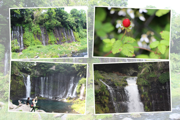 初夏の富士山麓「緑葉期の白糸の滝」