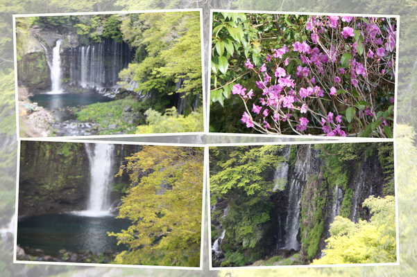 春の富士山麓「新緑期の白糸の滝」