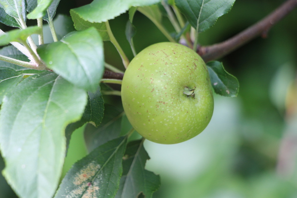 リンゴの若い実 癒し憩い画像データベース 30