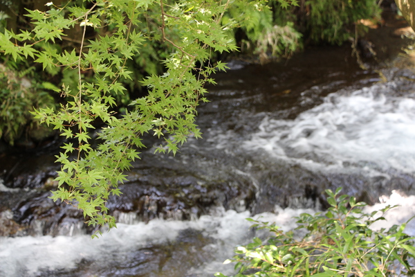 水源からの渓流とカエデの緑葉