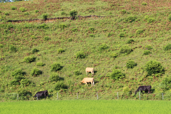 夏の「阿蘇の稲田と放牧の牛」/癒し憩い画像データベース