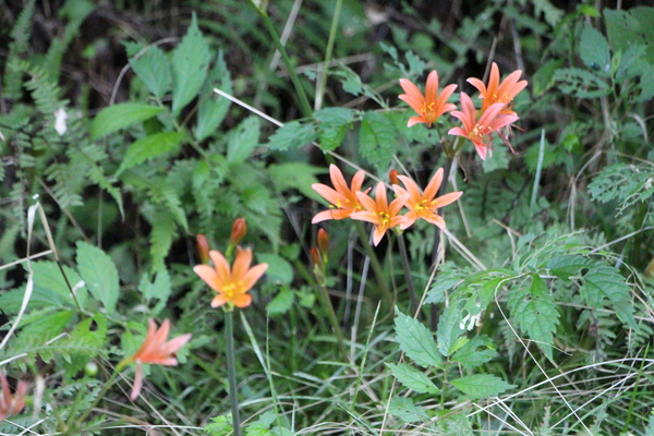 夏の森に咲いたキツネノカミソリ/癒し憩い画像データベース