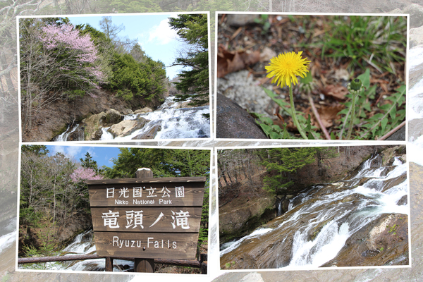 「竜頭ノ滝」の「岩床と春景色」