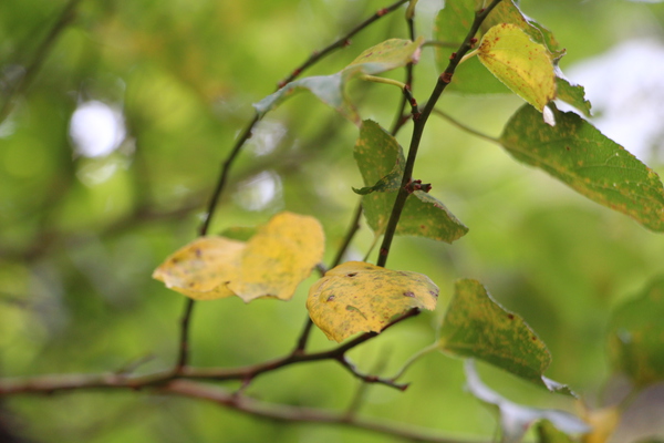 黄葉してゆく梅の葉/癒し憩い画像データベース