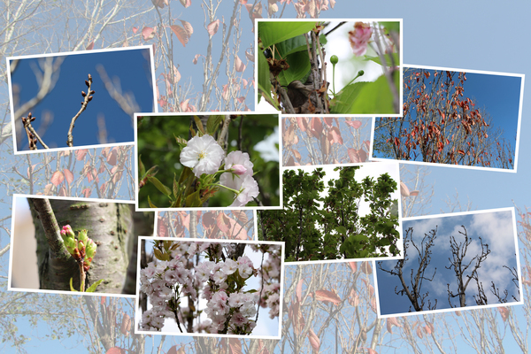 桜「天の川」の四季