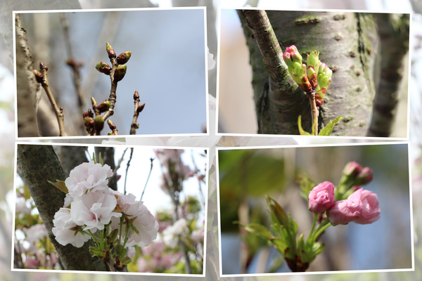 桜「天の川」の「蕾から花へ」