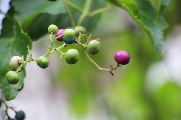 ѤäƹԤ֥Υ֥ɥμ¤/Ƥǡ١