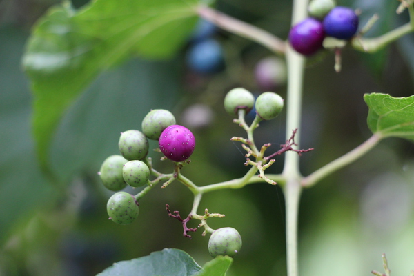 Υ֥ɥּ¤οѲ/Ƥǡ١