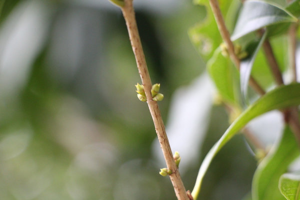 キンモクセイの花芽 癒し憩い画像データベース