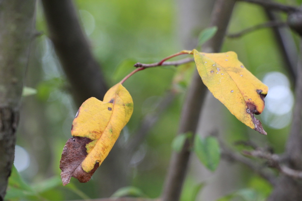 ハナカイドウの秋葉/癒し憩い画像データベース