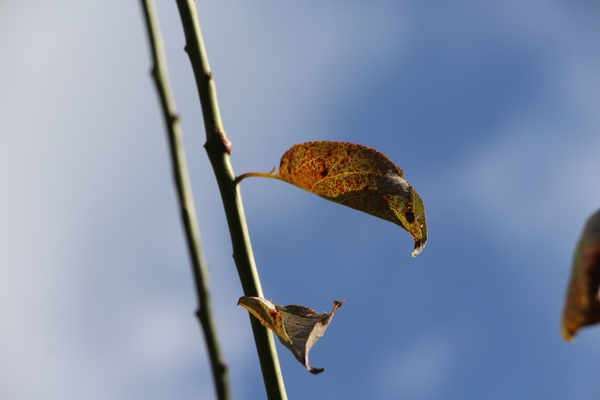 枯れてゆく梅の葉/癒し憩い画像データベース
