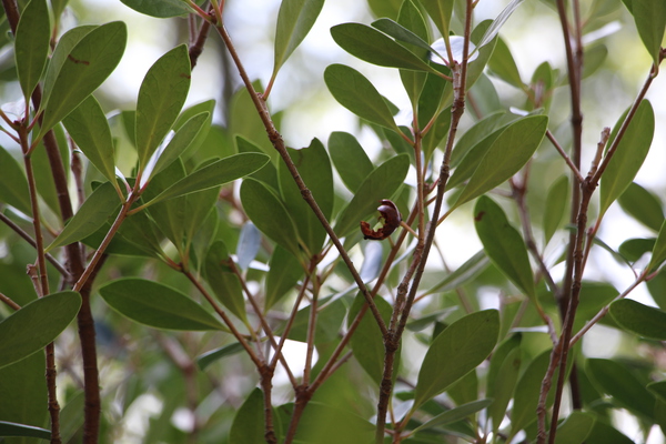 モッコクの枝と緑葉/癒し憩い画像データベース