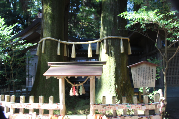 高千穂神社「夫婦杉」/癒し憩い画像データベース