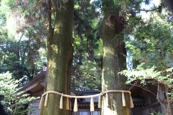 高千穂神社「夫婦杉」/癒し憩い画像データベース
