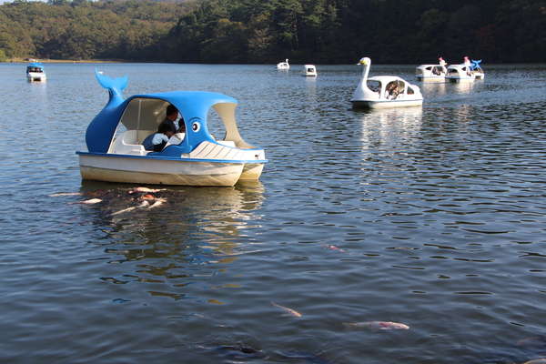 別府「志高湖の小舟遊覧」/癒し憩い画像データベース