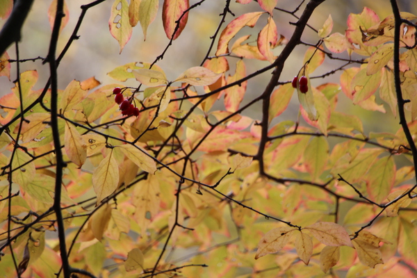 葉の秋模様/癒し憩い画像データベース