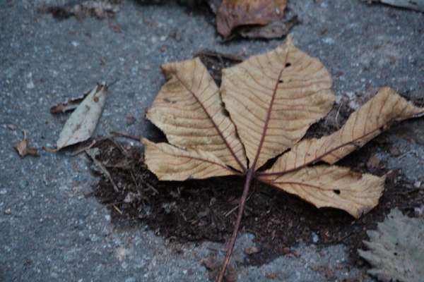 トチノキの枯れ落葉