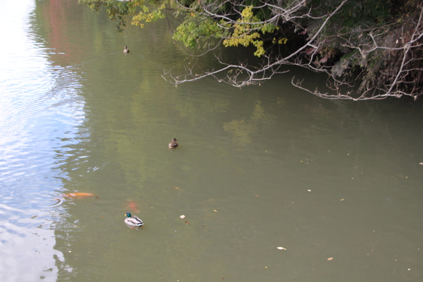 /Ŀҡ٤ȸ񡦳/Ƥǡ١