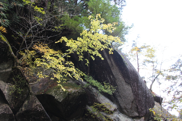 巨石の岩壁と黄葉