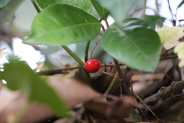 ��֥�����/�����Ƥ������ǡ����١���