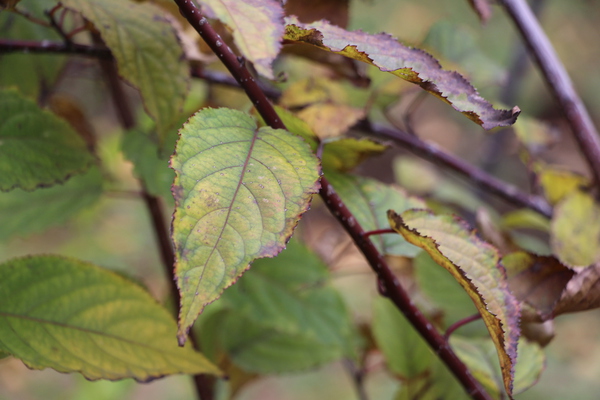 秋の「キブシの葉」/癒し憩い画像データベース