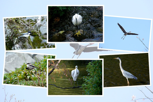 日本の野鳥tたち（その2）/癒し憩い画像データベース