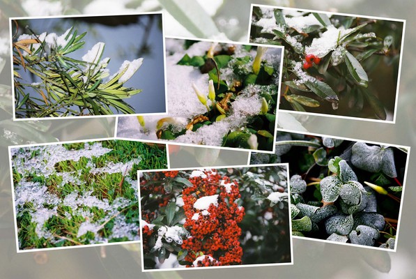積雪と植物たち