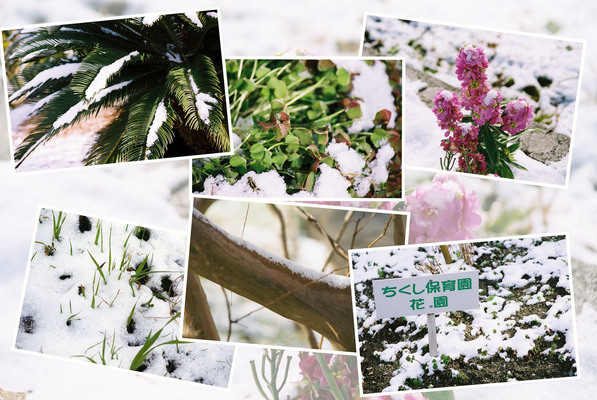 積雪と植物たち