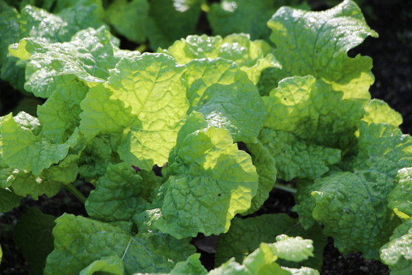 ���ߤ��ۤ������ʥΥϥʤ��դ���/�����Ƥ������ǡ����١���