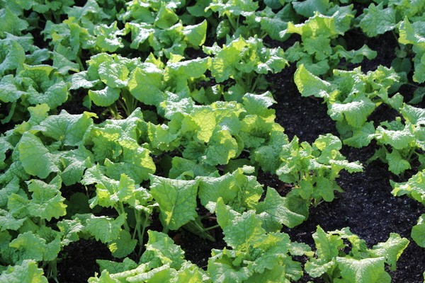 ���ߤΥʥΥϥ�Ȫ/�����Ƥ������ǡ����١���