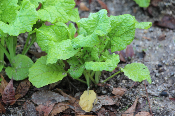 �ʥΥϥʡּ��ա�/�����Ƥ������ǡ����١���